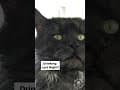 YouTube Shorts Maine Coon Video Thumbnail