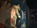 YouTube Shorts Maine Coon Video Thumbnail