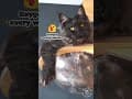 YouTube Shorts Maine Coon Video Thumbnail