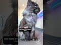 YouTube Shorts Maine Coon Video Thumbnail