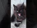 YouTube Shorts Maine Coon Video Thumbnail