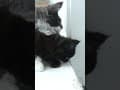 YouTube Shorts Maine Coon Video Thumbnail