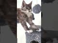 YouTube Shorts Maine Coon Video Thumbnail