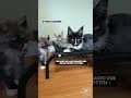 YouTube Shorts Maine Coon Video Thumbnail