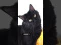 YouTube Shorts Maine Coon Video Thumbnail