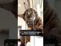 YouTube Shorts Maine Coon Video Thumbnail