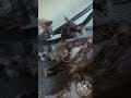 YouTube Shorts Maine Coon Video Thumbnail