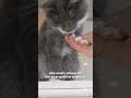 YouTube Shorts Maine Coon Video Thumbnail