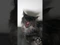 YouTube Shorts Maine Coon Video Thumbnail