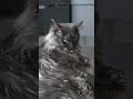 YouTube Shorts Maine Coon Video Thumbnail