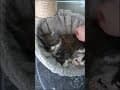 YouTube Shorts Maine Coon Video Thumbnail