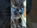 YouTube Shorts Maine Coon Video Thumbnail