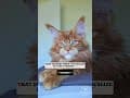 YouTube Shorts Maine Coon Video Thumbnail