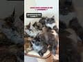 YouTube Shorts Maine Coon Video Thumbnail