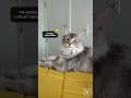 YouTube Shorts Maine Coon Video Thumbnail