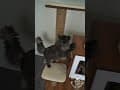 YouTube Shorts Maine Coon Video Thumbnail