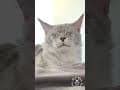 YouTube Shorts Maine Coon Video Thumbnail