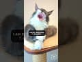 YouTube Shorts Maine Coon Video Thumbnail