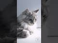 YouTube Shorts Maine Coon Video Thumbnail