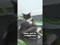 YouTube Shorts Maine Coon Video Thumbnail