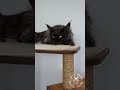 YouTube Shorts Maine Coon Video Thumbnail