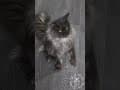 YouTube Shorts Maine Coon Video Thumbnail