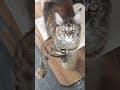 YouTube Shorts Maine Coon Video Thumbnail