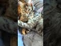 YouTube Shorts Maine Coon Video Thumbnail