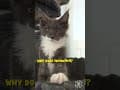 YouTube Shorts Maine Coon Video Thumbnail