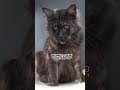 YouTube Shorts Maine Coon Video Thumbnail