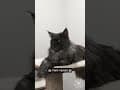 YouTube Shorts Maine Coon Video Thumbnail