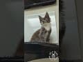 YouTube Shorts Maine Coon Video Thumbnail