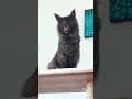 YouTube Shorts Maine Coon Video Thumbnail