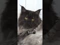 YouTube Shorts Maine Coon Video Thumbnail