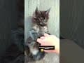 YouTube Shorts Maine Coon Video Thumbnail