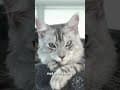 YouTube Shorts Maine Coon Video Thumbnail