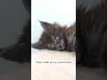 YouTube Shorts Maine Coon Video Thumbnail