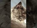 YouTube Shorts Maine Coon Video Thumbnail
