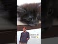 YouTube Shorts Maine Coon Video Thumbnail