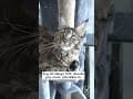 YouTube Shorts Maine Coon Video Thumbnail