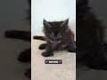 YouTube Shorts Maine Coon Video Thumbnail