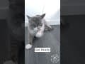 YouTube Shorts Maine Coon Video Thumbnail