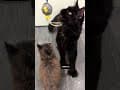 YouTube Shorts Maine Coon Video Thumbnail