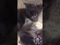 YouTube Shorts Maine Coon Video Thumbnail