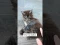 YouTube Shorts Maine Coon Video Thumbnail