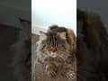 YouTube Shorts Maine Coon Video Thumbnail