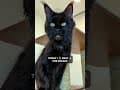 YouTube Shorts Maine Coon Video Thumbnail