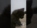 YouTube Shorts Maine Coon Video Thumbnail