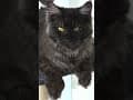 YouTube Shorts Maine Coon Video Thumbnail