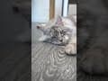 YouTube Shorts Maine Coon Video Thumbnail